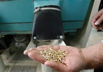 آیا گندم‌ های مصرفی آرد در استان البرز به خاک و فضولات حیوانی آلوده بوده