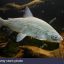 سدکرج، زیستگاه موقت ماهی “کورگونوس “