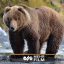 تعقیب و گریز خرس‌های قهوه‌ای در منطقه حفاظت‌شده البرز مرکزی