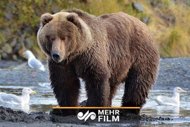 تعقیب و گریز خرس‌های قهوه‌ای در منطقه حفاظت‌شده البرز مرکزی